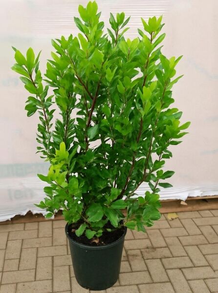Zwerg-Erdbeerbaum Arbutus unedo 'Compacta', buschige Topfpflanze 100-125 cm im C20-Container mit grünem Laub