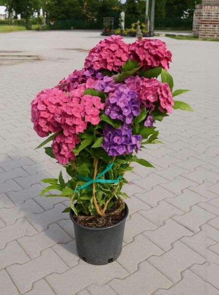 Bauern-Hortensie Hydrangea macrophylla 'Hot Red ®' 40-60 cm C10 im Topf mit pinken und violetten Blüten und grünem Laub.