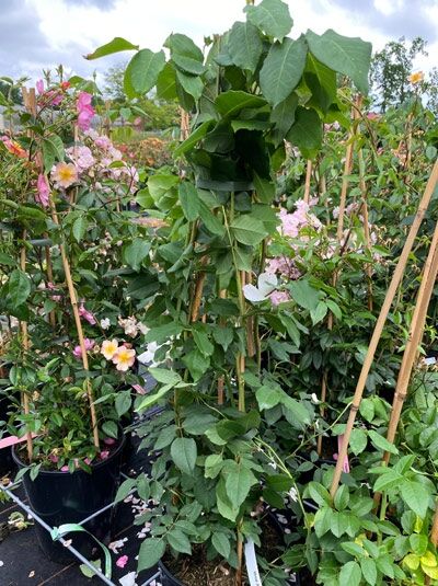 Rosa 'Mme Alfred Carriere' / Kletterrose 'Mme Alfred Carriere' C5, kletternde Rose mit grünen Blättern am Stützstab