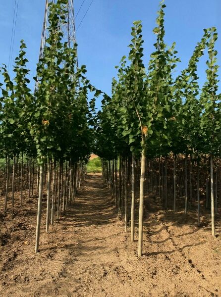 Ulmus 'Dodoens' / Ulme 'Dodoens' Hochstamm 12-14 StU mit Drahtballen, laubtragende Bäume in Baumschulreihe