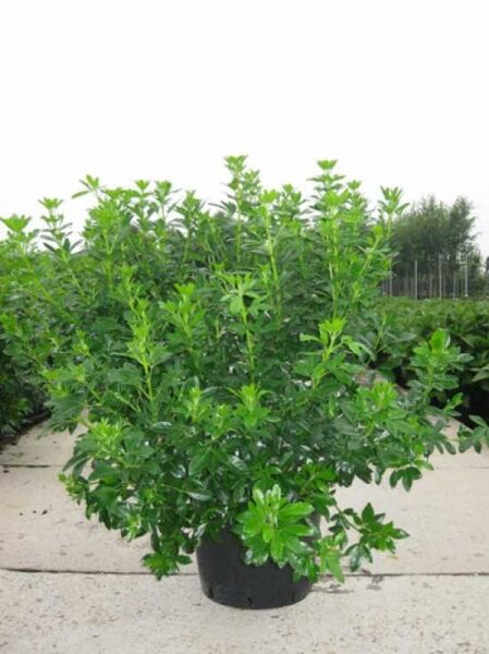 Choisya ternata (Orangenblume) 60–80 cm C20 im Topf, dichter Strauch mit glänzend grünen, gefiederten Blättern.