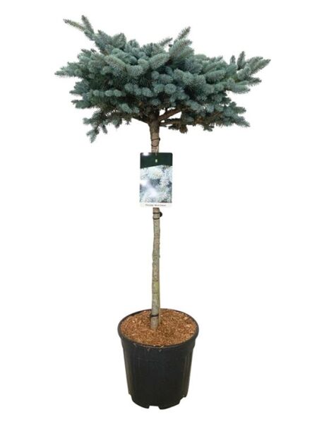 Kleine Blau-Fichte / Picea pungens 'Glauca Globosa'