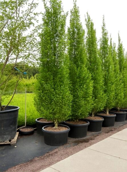 Säulen-Hainbuche Carpinus betulus 'Frans Fontaine' 400-450 cm C130 als schlanker, dichter Baum im Container mit grünem Laub.