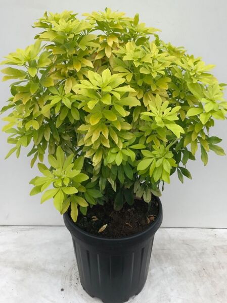 Orangenblume (Choisya ternata 'Sundance®') im Pflanztopf, gelbgrünes Laub, 60–80 cm, C20
