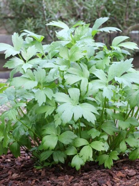 Liebstöckel / Maggikraut / Liebstöckel / Maggikraut