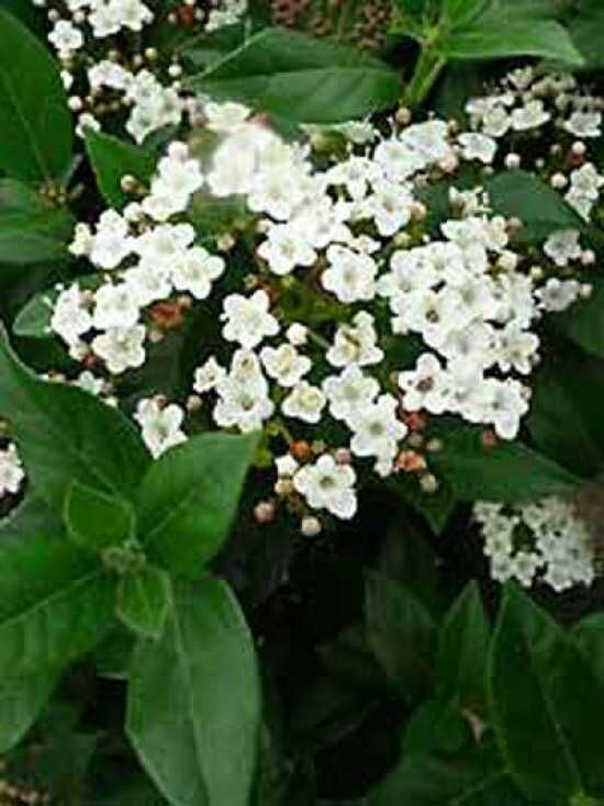 MittelmeerSchneeball / Viburnum tinus kaufen