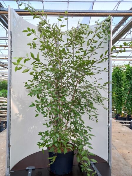 Hoheria ‚Stardust‘ (Hoheria sexstylosa) 150–200 cm C20, mehrstämmiger Strauch im Container mit grünem Laub
