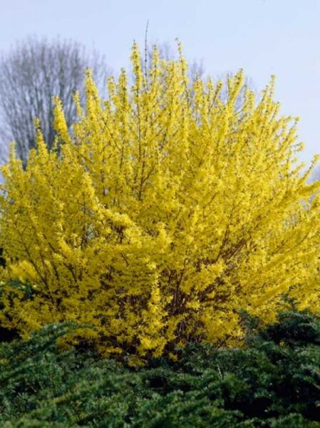 Forsythie'Minigold' / Goldglöckchen 'Minigold' / Forsythia intermedia 'Minigold'