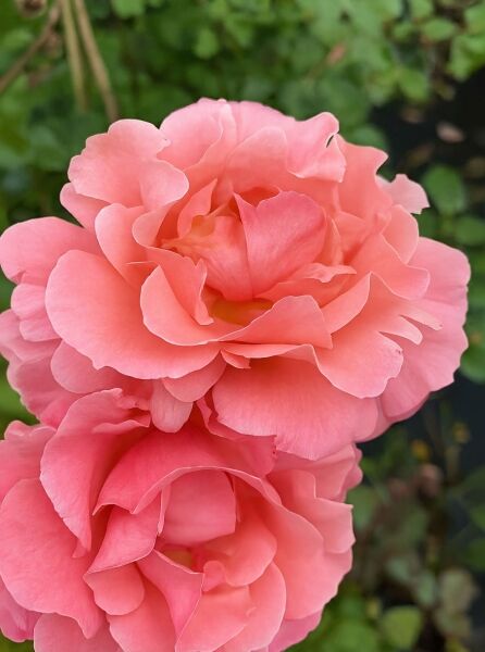 Rosa 'Schloß Bad Homburg' / Kletterrose 'Schloß Bad Homburg' mit gefüllten, lachsrosa Blüten in Nahaufnahme