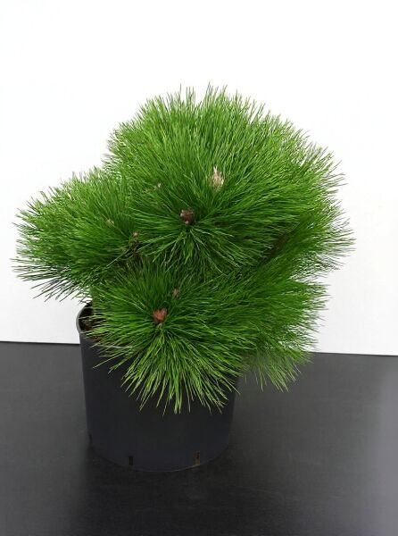 Pinus nigra 'Nana' / Zwerg-Schwarzkiefer, kompakter Nadelgehölz-Busch im Topf, 40–50 cm breit, C15