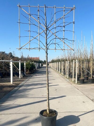 Chinesische Wildbirne 'Hochstamm-Spalier' H: 120 B: 150 T:10 (Stamm 180 cm) / Pyrus calleryana Chanticleer