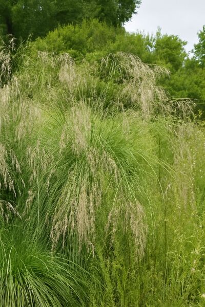 Glänzendes Raugras / Glänzendes Raugras