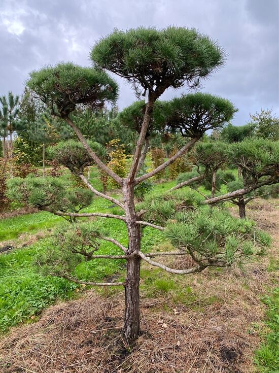 groe glckskastanie Glckskastanie (Pachira Aquatica) 160 cm kaufen  Groe Zimmerpflanze   PlantmyHome