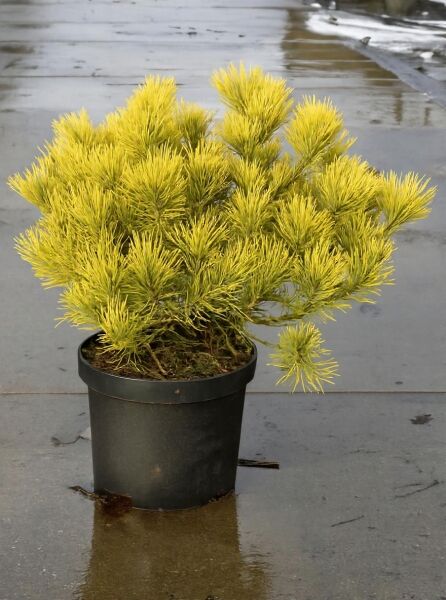 Pinus mugo 'Wintergold' / Wintergelbe Zwerg-Bergkiefer, 30–40 cm breit, C12, kompakter Wuchs mit gelbgrünen Nadeln im Topf