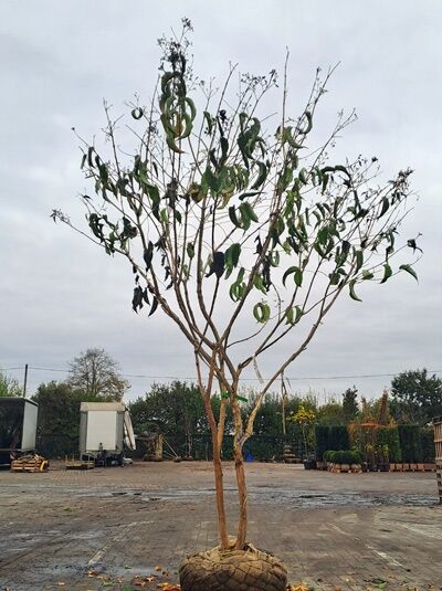 Sieben-Söhne-des-Himmels-Strauch &#039;mehrstämmig&#039; 200-225 / Heptacodium miconioides (1567223)