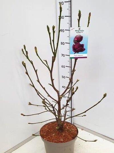 Magnolie 'Genie' / Magnolia 'Genie' ®