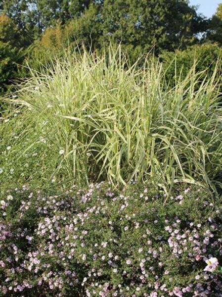 Miscanthus sinensis var.condensatus 'Cosmopolitan' / Chinaschilf