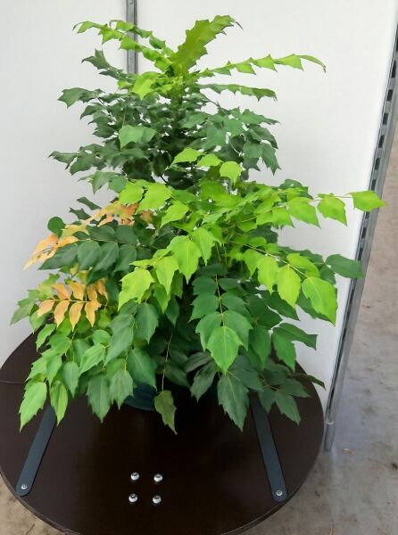 Mahonia bealei 'Hivernant' (Schmuckblatt-Mahonie) im Topf C25, 60–80 cm, grünes, gefiedertes Laub mit Neuaustrieb.