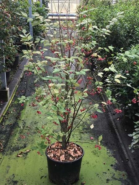 Großfrüchtiges Pfaffenhütchen (Euonymus planipes) 100-125 cm C20, mehrtriebiger Strauch im Topf mit grünen Blättern und roten Früchten.