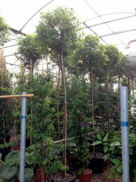 Chinesischer Klebsame / Chinesischer Klebsame