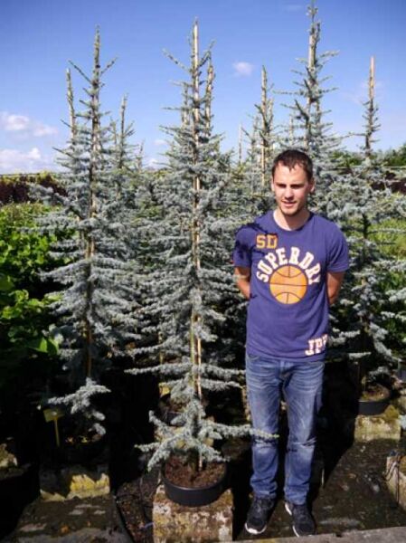 Blaue Libanon-Zeder (Cedrus libani 'Glauca') im Container C20, 175–200 cm, silbrig-blaues Nadelgehölz mit aufrechtem Wuchs