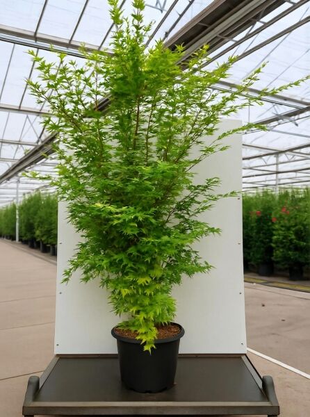 Korallenrinden-Ahorn Acer palmatum 'Sango-kaku' 175-200 cm C50, mehrstämmige Pflanze im Topf mit grünem, palmatem Laub.