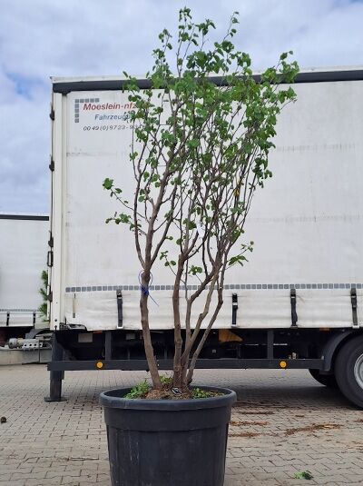 Amerikanischer Judasbaum (Cercis canadensis) 250-300 cm im Container, mehrstämmiger Strauch mit grünen Blättern.