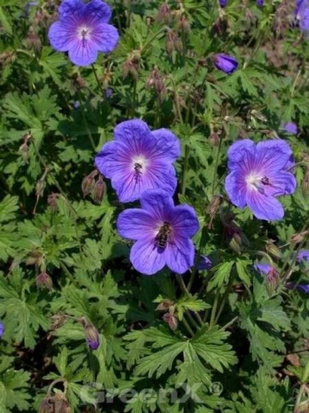 Geranium himalayense 'Gravetye' / Himalaya-Storchschnabel