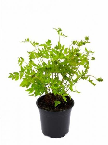 Osmunda regalis (Königsfarn) im C2-Topf, junger Farn mit hellgrünen Wedeln und aufrechtem Wuchs