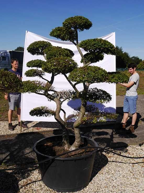 Garten-Bonsai (101591) - Ulmus minor 'Jacqueline Hillier' H: 200 cm B: 200  cm