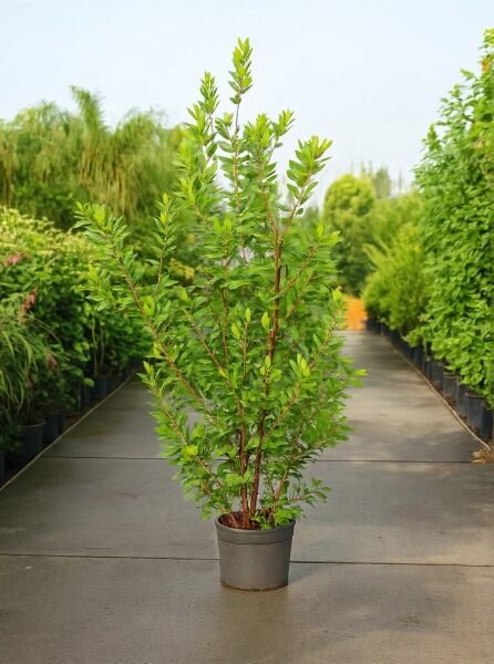 Westlicher Erdbeerbaum (Arbutus unedo) 150–175 cm, im C35-Topf, mehrstämmige Pflanze mit dichtem grünem Laub.