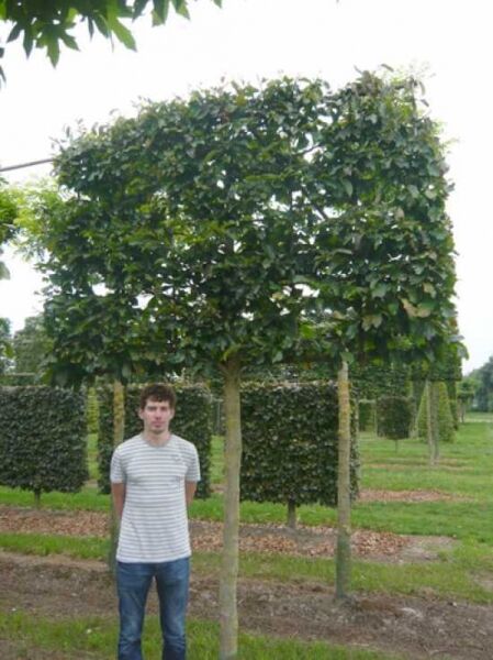 Eisenholzbaum 'Hochstamm-Spalier' H:160 B:220 T:20 (Stamm 200 cm) / Parrotia persica