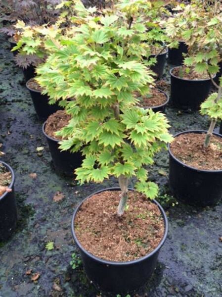 Japanischer Gold-Ahorn (Acer shirasawanum 'Aureum') im Topf, 50–60 cm, C12, mit gelbgrünen, gelappten Blättern.