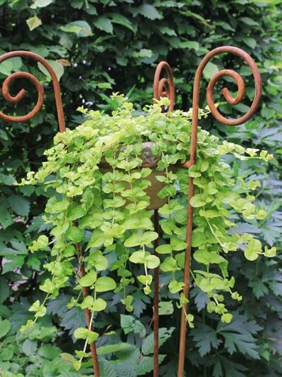Gelbblättriges Pfennigkraut / Lysimachia nummularia 'Aurea'