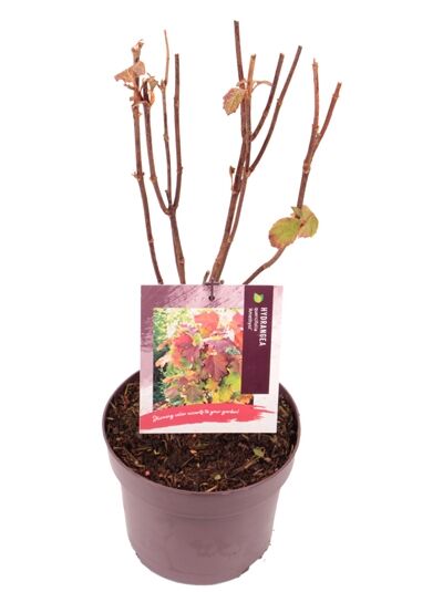 Bauern-Hortensie 'Magical Amethyst'® / Hydrangea macrophylla 'Magical Amethyst'®