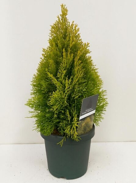 Thuja occidentalis 'Golden Smaragd' (Lebensbaum) im Topf, 30–40 cm, C3, kompakter konischer Wuchs, goldgrünes Nadelkleid