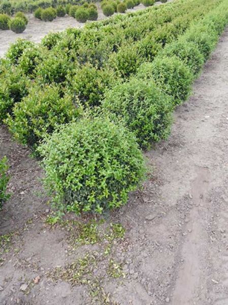 Osmanthus burkwoodii 'Kugel' / Frühlings-Duftblüte 'Kugel', kugelig geschnittener Strauch mit dichtem, grünem Laub im Beet.