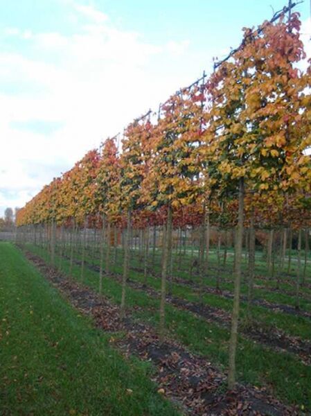 Eisenholzbaum 'Hochstamm-Spalier' H:160 B:160 T:20 (Stamm 210 cm) / Eisenholzbaum 'Hochstamm-Spalier' H:160 B:160 T:20 (Stamm 210 cm)