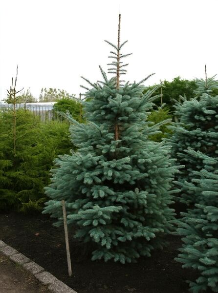 Picea pungens 'Fat Albert' / Blaue Stech-Fichte 'Fat Albert', 250-300 cm m. Db., blaugrüne, dichte, kegelförmige Krone