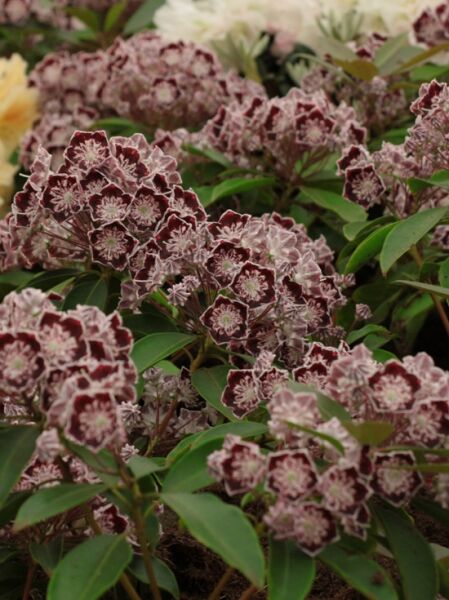 Kalmia latifolia 'Sterntaler' (Lorbeerrose/Berglorbeer 'Sterntaler') mit rot-weißen Blütenbüscheln und grünen Blättern