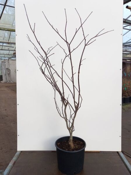 Amerikanisches Gelbholz (Cladrastis kentukea / Cladrastis lutea) 150-175 cm C20, laubfreier junger Baum im Topf mit verzweigtem Stamm