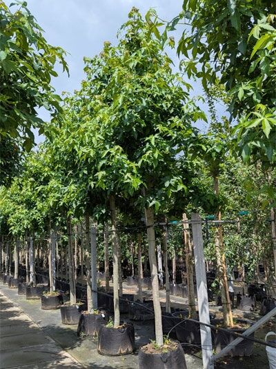 Liquidambar styraciflua (Amerikanischer Amberbaum) Guldenbaum Hochstamm 18-20 StU im Container, grünes Laub, aufrechter Stamm