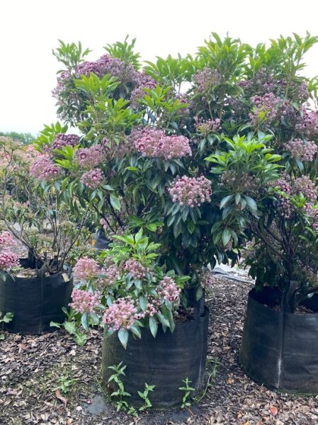 Kalmia latifolia 'Tad' (Lorbeerrose/Berglorbeer 'Tad') Solitär 100-120 cm im Topf, immergrün mit rosa Blütenständen