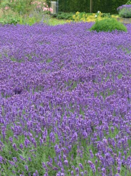 Lavandula angustifolia 'Hidcote Blue' / echter Lavendel