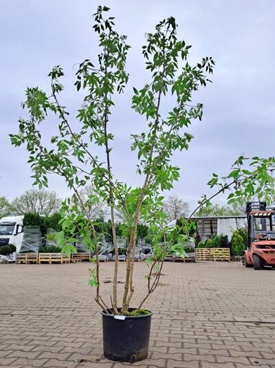 Sambucus racemosa (Trauben-Holunder) Strauch 150–175 cm im C20-Container mit mehreren aufrechten Trieben und grünem Laub.