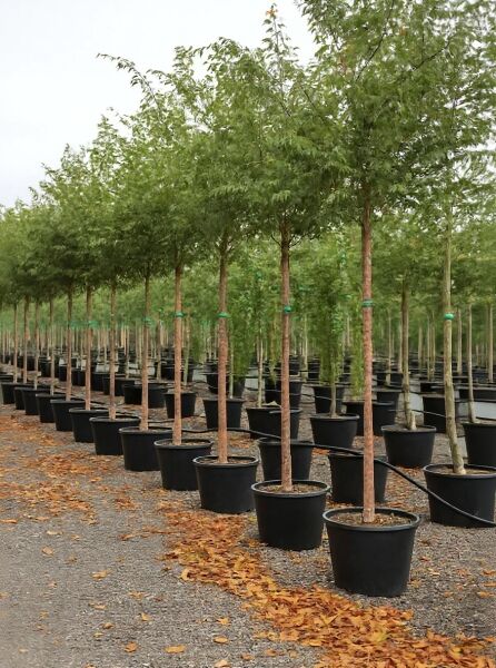 Winterkirsche 'Autumnalis' (Prunus subhirtella 'Autumnalis') Hochstamm 14-16 StU im Container, mehrstämmig belaubt im Topf.