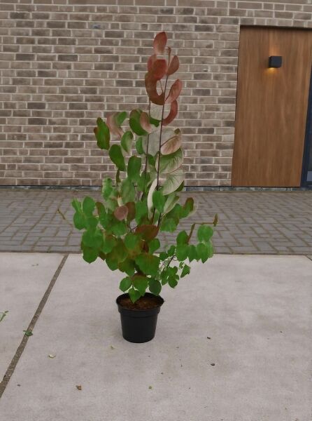 Cercidiphyllum japonicum (Judasblatt/Kuchenbaum) im Topf, 60–100 cm, C5, mit rundlichen grün-rötlichen Blättern