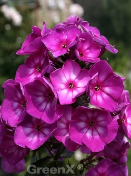 Phlox paniculata 'Sweet Summer Surprise' (R) – Hohe Beet-Flammenblume 'Sweet Summer Surprise' mit pinken Blüten in Dolde