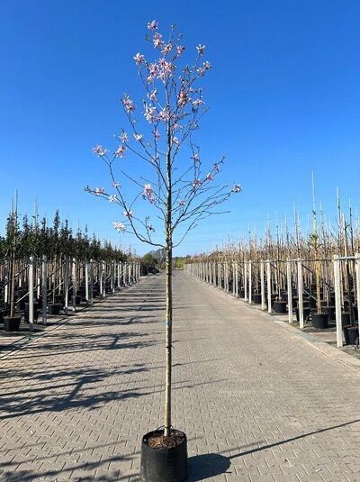 Magnolia loebneri 'Leonard Messel' / Rosa Stern-Magnolie 'Leonard Messel' Hochstamm 10-12 StU im Container, mit rosa Blütenknospen