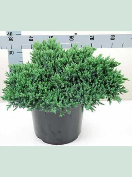 Zwerg-Wacholder 'Blue Star' / Zwerg-Wacholder 'Blue Star'